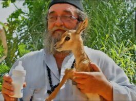 Αρχιμανδρίτης Χρυσόστομος Ταβουλαρέας εκ Μάνης: Ο Ακρίτας της Ερήμου.